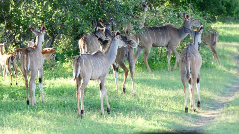 Kudus Limpopo.jpg